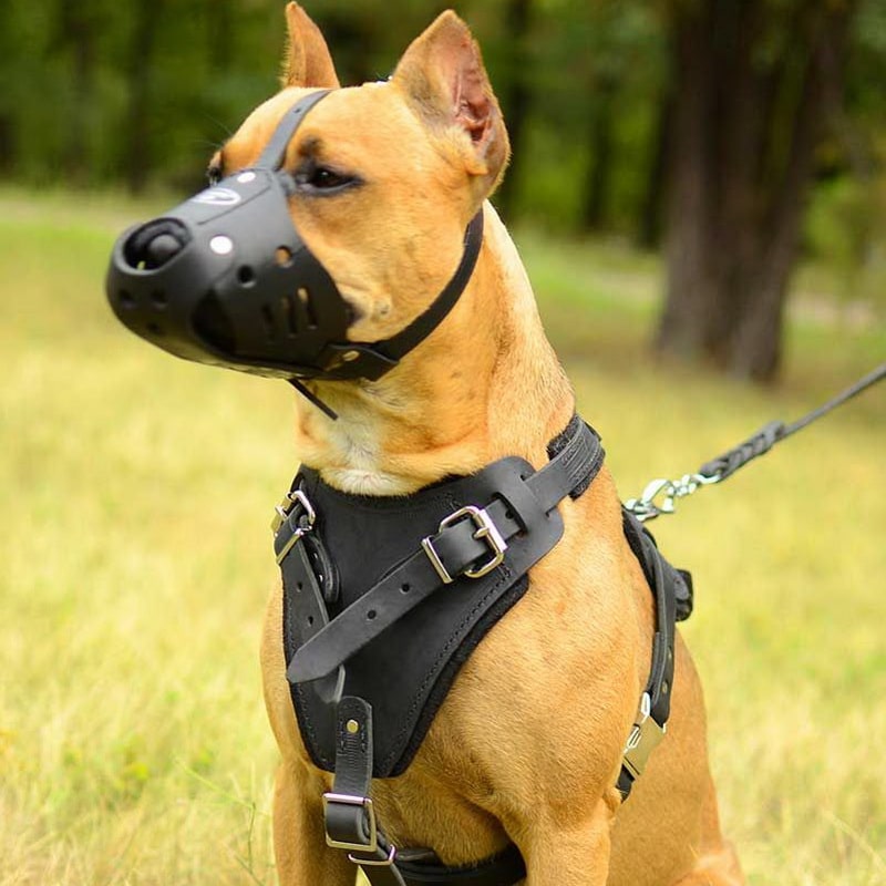 Кожаный намордник для американского питбультерьера «Trained dog»
